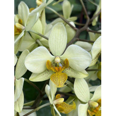 Ular ayollarning oyoqlarini yalaydi, soradi, opadi va erkalaydi